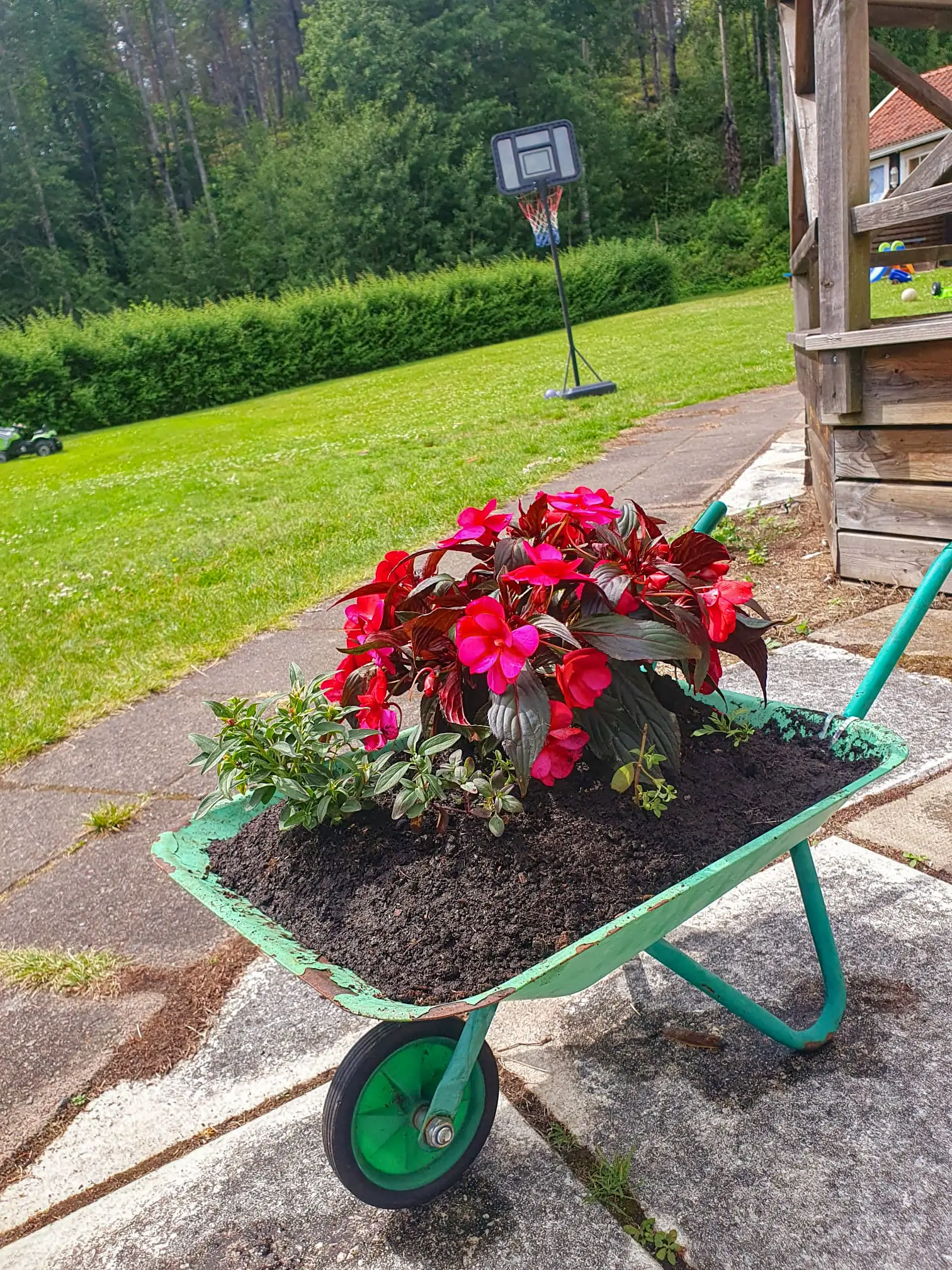 A green wheelbarrow repurposed as a decorative planter with vibrant pink flowers, set beside a spacious lawn with a basketball hoop at Motel E4.